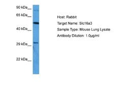 SLC16A3 Rabbit anti-Mouse, Polyclonal, Novus Biologicals 0.1ml; Unconjugated:Antibodies,